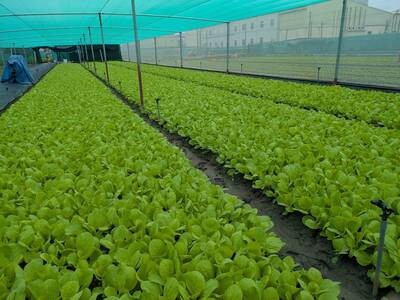 巴威颱風對蔬菜主要產區影響輕微 農糧署估7月中下旬供應平穩
