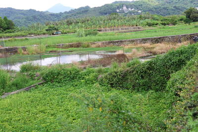 南投名間水耕空心菜枯萎 民眾疑垃圾堆置污染地下水源