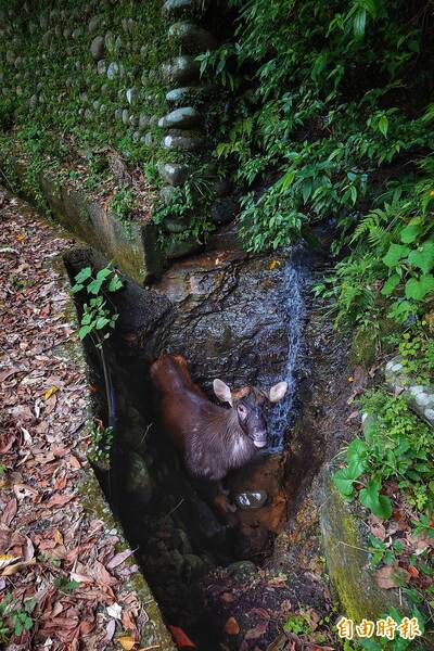 水鹿受困台北市郊區排水溝  鹿茸疑遭割取