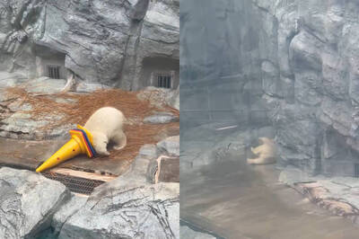 化身獨角獸！小北極熊「桃太」蠢萌慘摔 笑翻百萬網友