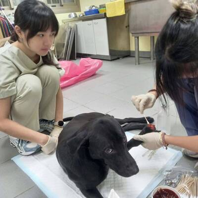 新北救援受傷浪犬「大黑」 撒嬌、討摸融化照護人員