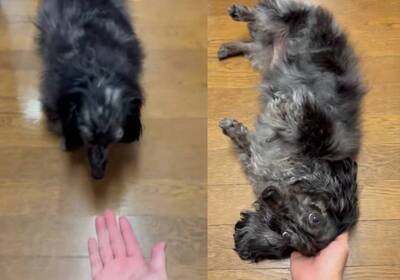 飼主喊握手「秒翻肚躺平」 小臘腸狗無辜大眼萌暈350萬人