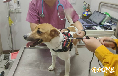 曾在花蓮強震立功！搜救犬Wilson驚爆遭踹頭虐死 「花蓮國」下令封口