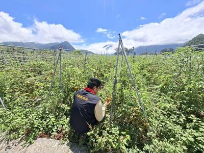 花蓮秀林豪雨農損救助 番茄苦瓜每公頃14萬