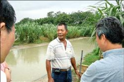 林明昆飼養的凱門眼鏡鱷目前正值繁殖期，鱷魚在養殖池旁棲息、產卵。<br>（記者蔡民一攝）