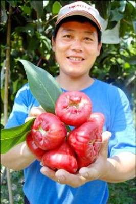 信義鄉果農張駿森種植的蓮霧，在台北拍賣市場創下每公斤一千五百元的高價。（記者陳信仁攝）