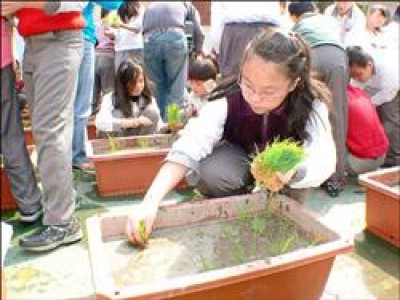 中華國小 搶救稻米大作戰 盆栽種稻學童手忙腳亂 生活 自由時報電子報