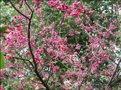 三月賞花月十八尖山美如詩 地方 自由時報電子報