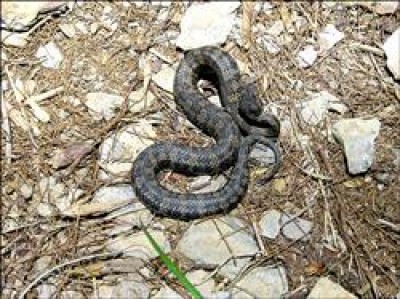 菊池氏龜殼花出窩 嚇人 地方 自由時報電子報