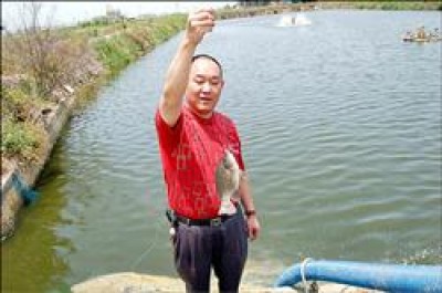 台灣鯛（見圖，記者陳燦坤攝）身價創最近10年來新高，每台斤批發價37元，漲幅近1倍。