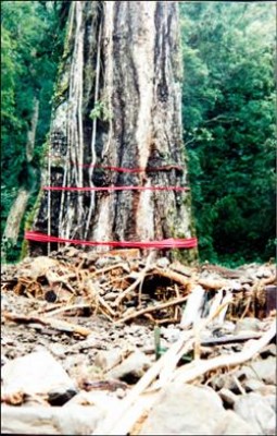 賀伯颱風讓神木村飽受土石流災害，土石淹沒神木超過一米高。<br>（黃和常提供，記者陳鳳麗翻攝）