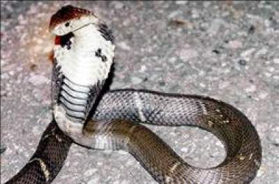 太魯閣登山步道蛇出沒 地方 自由時報電子報