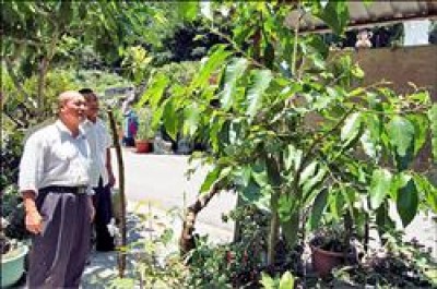 奇 北埔玉蘭花 結果 5串葡萄 地方 自由時報電子報