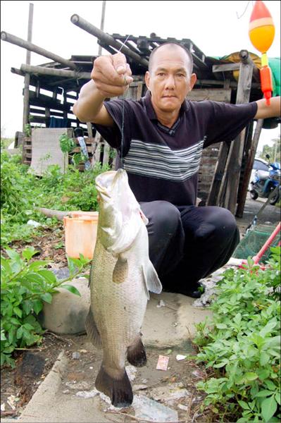 又肥又大的鱸魚，拉力足，釣起來十分過癮。（記者蔡文居攝）