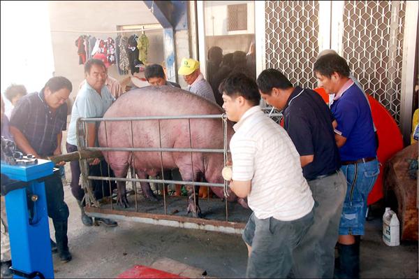 神豬賽 今年特等豬公765台斤 - 地方 - 自由時報電子報