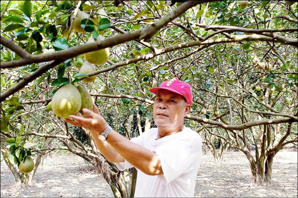 獨居的71歲沈友彥，因肝腫瘤治療2年沒送愛心柚子，體力恢復後巡視柚子園，想到今年又可送柚子滿臉幸福。（記者黃淑莉攝）