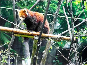 小貓熊也愛吃竹子非熊科 焦點 自由時報電子報