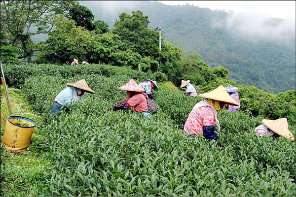 仁愛鄉茶區概分為14區，大都屬於合歡山系，海拔從1000至2500公尺，栽種的青心烏龍茶品質優良。（記者佟振國攝）