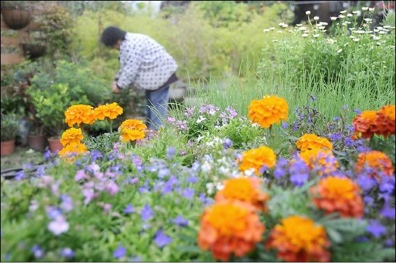 花蓮農改場全力推廣種植香草植物，並藉此推動「園藝療法」。（記者游太郎攝）