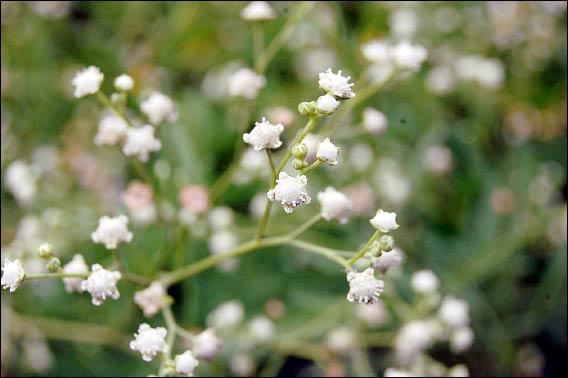 恐怖小白花 毒草銀膠菊入侵南市公園 地方 自由時報電子報
