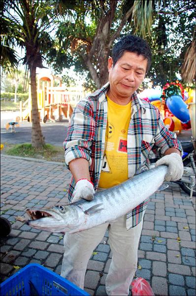 金梭魚大豐收買氣旺漁民樂 地方 自由時報電子報