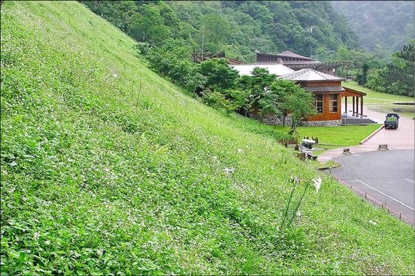 太魯閣布洛灣台地的台灣百合，刻意照料下卻罹患「灰黴病」，整個山坡上看起來稀稀落落。（記者游太郎攝）