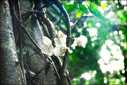 山區試種蝴蝶蘭還蘭嶼原貌 地方 自由時報電子報