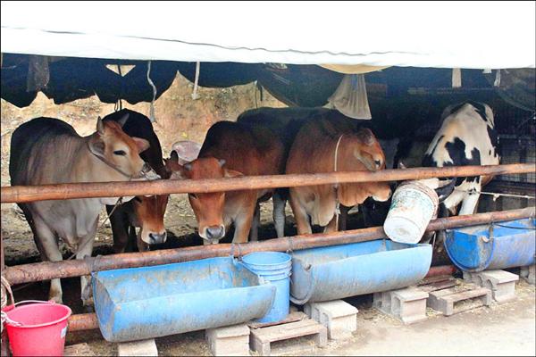 飼主昨天把牛群關在柵欄「禁足」，以免再任意狂奔發生危險。（記者俞泊霖攝）