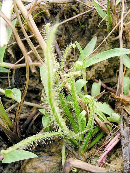 長葉毛膏菜。（記者廖雪茹攝）