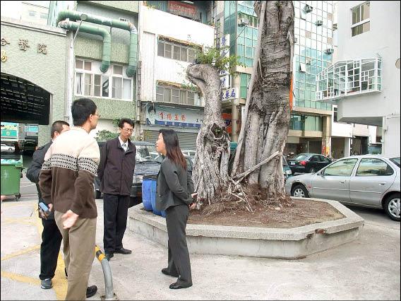 俗稱的大菜市的西市場前老榕樹，因週遭環境水泥化，吸呼生長不足而枯萎。（記者洪瑞琴攝）