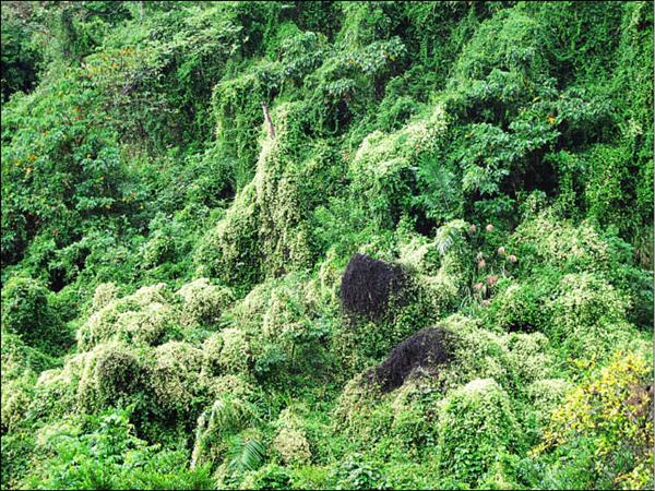 小花蔓澤蘭入侵 酸藤蒙冤 地方 自由時報電子報