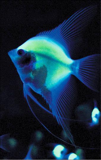 中型螢光魚亮相12年上市 生活 自由時報電子報