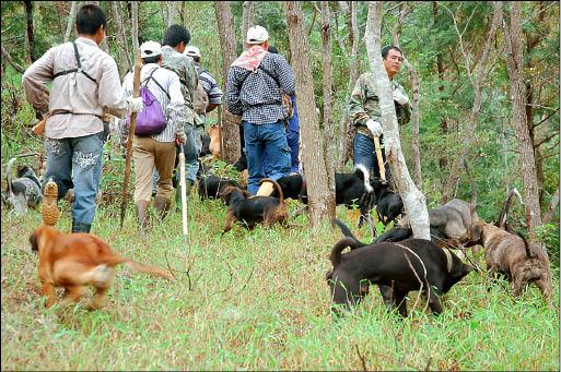 台東延平鄉老獵人胡德政慘遭大山豬刺死，初鹿、延平、關山3地12名頂尖獵人，昨帶著50隻獵狗入山緝兇。（記者陳賢義攝）