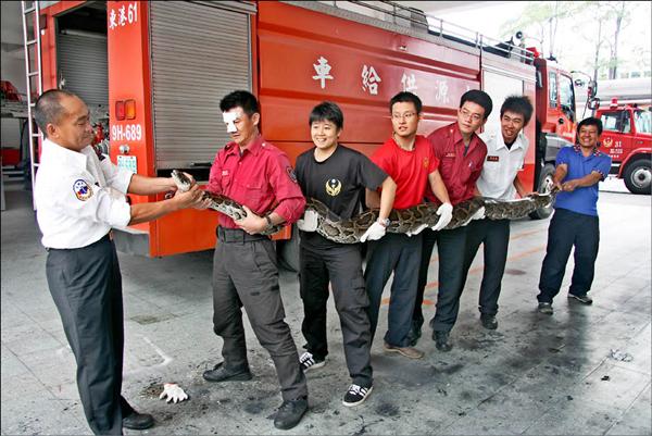 東港溪繼發現鱷魚後，東港消防分隊又在東港溪東港堤防旁的花台捕獲一條大蟒蛇，得７名隊員才能抱得動，長度達到４公尺餘。（記者葉永騫攝）