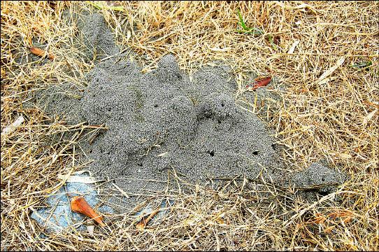 怪怪 原因不明 紅火蟻大舉侵主題館 地方 自由時報電子報