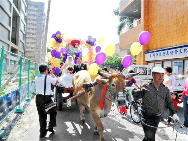 成大台文系副教授蔣為文（牛車上右），投票日大婚，他以牛車迎娶新娘子，並在妻子陪同下去投票。（記者孟慶慈攝）