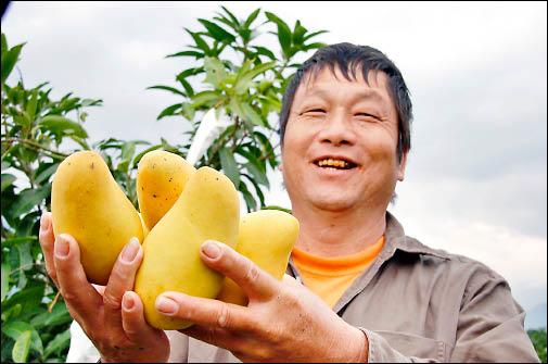 台東市農友廖清振種植四季芒果，冬天也能吃得到新鮮現採的芒果！（記者張存薇攝）