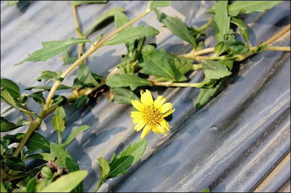 本土種的單花蟛蜞菊，又稱黃花蜜菜，花朵及植株形狀與外來種的南美蟛蜞菊，十分類似。（記者蔡文居攝）