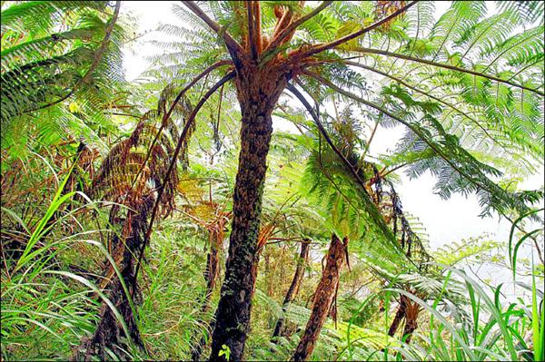 太魯閣園區重現美麗、壯觀的蛇木林景觀。（記者游太郎攝）