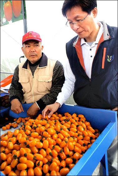 美濃冬季限定「橙蜜小番茄」進入盛產期，農會總幹事鍾清輝（右）協調農家開放民眾體驗採果樂。（記者黃佳琳攝）