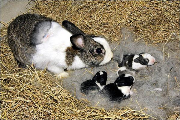 兔媽媽在檢疫期就生下四隻仔兔，是動物園今年最新誕生的新生命。（動物園提供）