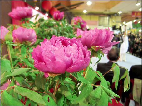 日本牡丹花建國花市看得到- 地方- 自由時報電子報