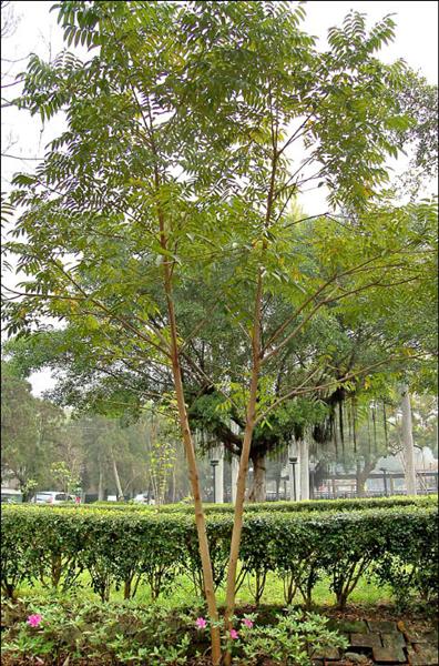 豐原漆藝館 種下百棵漆樹 - 地方 - 自由時報電子報