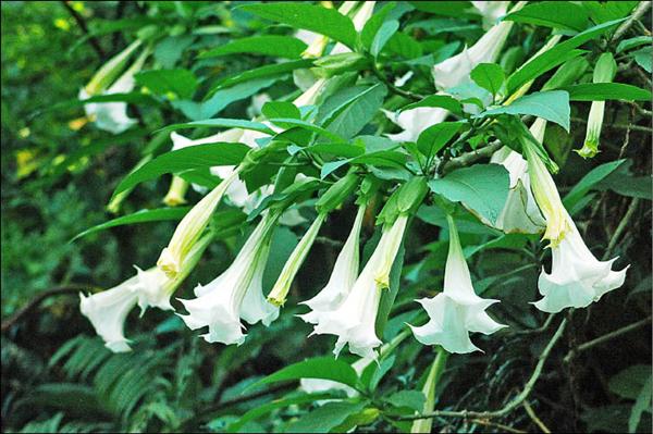 白色的曼陀羅花經常被人誤認為是百合花。（記者楊宜敏攝）