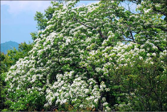 桐花祭熱鬧開幕 「五月雪」還沒影 - 生活 - 自由時報電子報