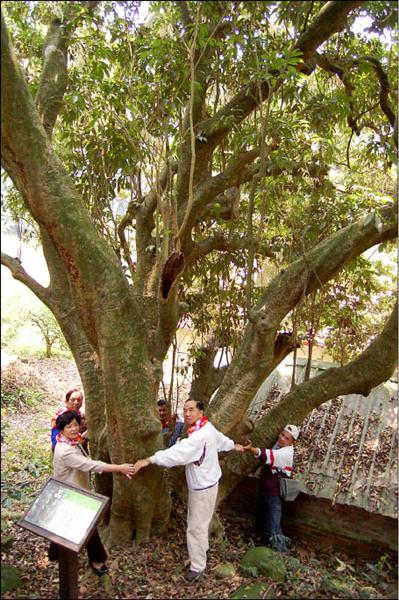 新竹縣芎林鄉鹿寮坑的大樹群內大樹林立，圖中這棵有一百七十年的荔枝樹，高廿公尺，樹圍將近六公尺，足足要五個人合抱。（記者黃美珠攝）