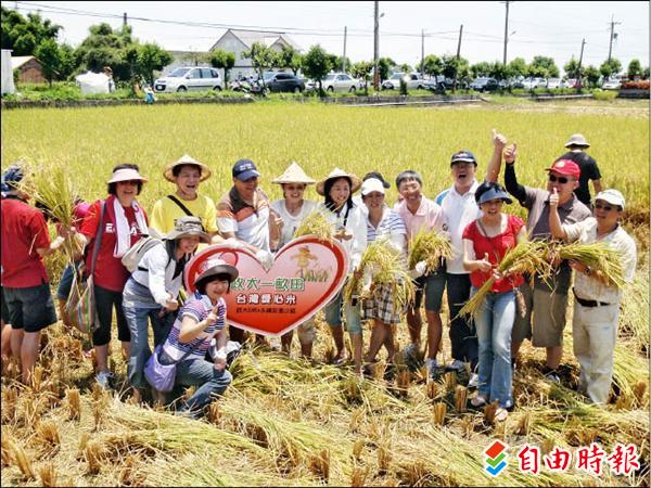 「政大EMBA永續農業促進小組」昨天邀約認養家庭成員，跟著農夫下田收割，體驗豐收的喜悅。（記者胡健森攝）