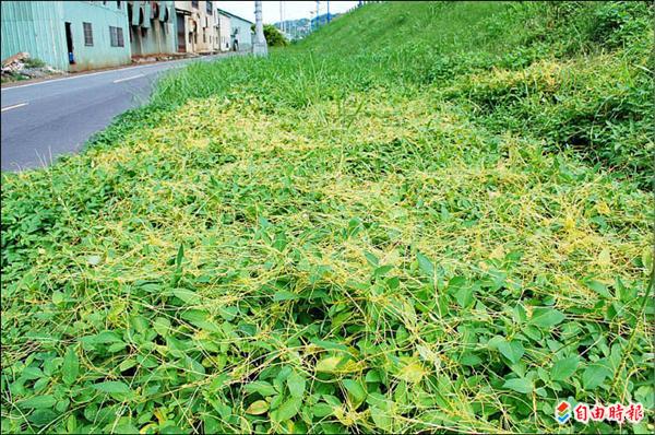 太平太堤西路旁的堤防護坡草地，布滿平原菟絲子。（記者陳建志攝）