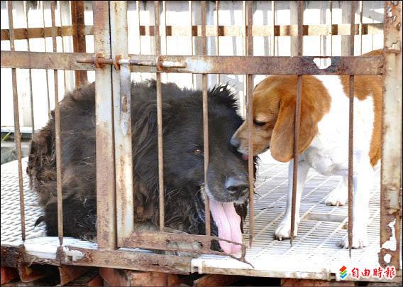 狗兄弟高加索犬被捕米格魯找主人求救 社會 自由時報電子報