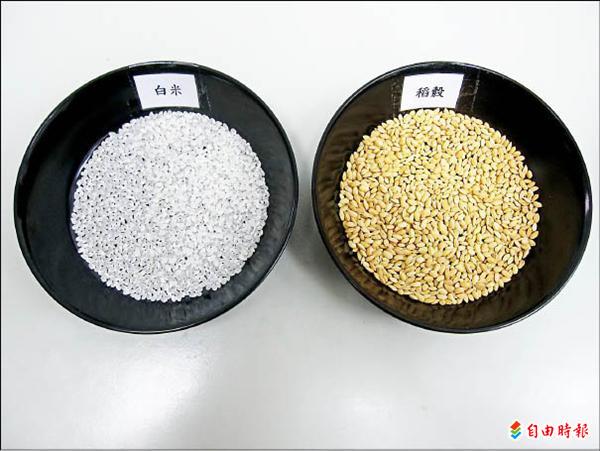 花蓮21號新種稻米的稻穀及碾製後的白米。（記者游太郎攝）
